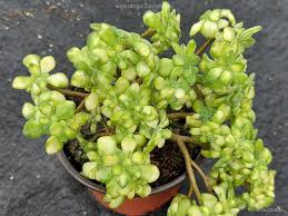 Image result for Aichryson