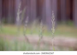 Attēlu rezultāti vaicājumam “Calamagrostis purpurea”