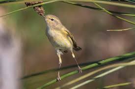 Image result for Phylloscopus ibericus