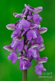 Attēlu rezultāti vaicājumam “Orchis morio”