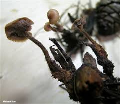 Attēlu rezultāti vaicājumam “Auriscalpium vulgare”