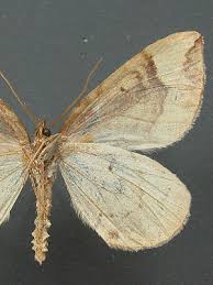 Attēlu rezultāti vaicājumam “Eulithis populata”