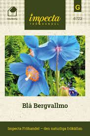 Image result for Scheinmohn blau