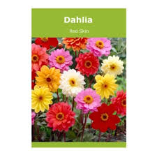 Image result for Dahlia `Red Skin`