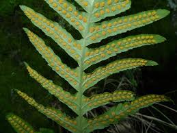 Attēlu rezultāti vaicājumam “Polypodium vulgare”