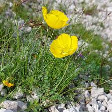 Image result for Alpenmohn