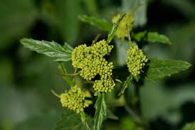 Attēlu rezultāti vaicājumam “Rorippa amphibia leaf”
