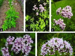 Image result for Valeriana officinalis