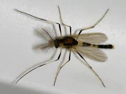 Attēlu rezultāti vaicājumam “Cricotopus male”