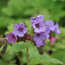 Attēlu rezultāti vaicājumam “Pulmonaria obscura”