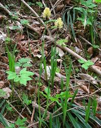 Attēlu rezultāti vaicājumam “Carex pilosa flower”