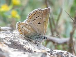 Attēlu rezultāti vaicājumam “Eumedonia eumedon underside”