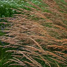 Attēlu rezultāti vaicājumam “Calamagrostis canescens”