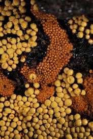 Attēlu rezultāti vaicājumam “Oligonema favogineum”