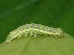 Attēlu rezultāti vaicājumam “Cosmia trapezina”