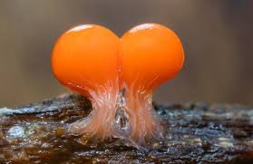 Attēlu rezultāti vaicājumam “Hemitrichia decipiens spores”