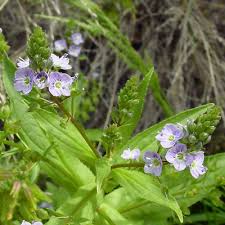 Attēlu rezultāti vaicājumam “Veronica anagallis-aquatica”
