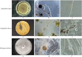 Attēlu rezultāti vaicājumam “Badhamia affinis spores”