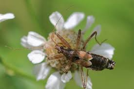 Attēlu rezultāti vaicājumam “Himacerus apterus”