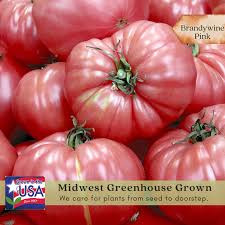 Afbeeldingsresultaat voor Pink Brandywine tomato
