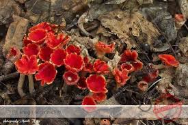 Attēlu rezultāti vaicājumam “Microstoma protracta”