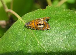 Attēlu rezultāti vaicājumam “Olethreutes arcuella”