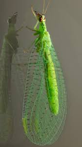 Attēlu rezultāti vaicājumam “Chrysopidae”