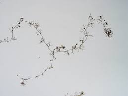 Attēlu rezultāti vaicājumam “Utricularia minor leaf”