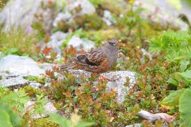 Image result for Prunella collaris