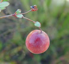 Attēlu rezultāti vaicājumam “Corynephorus canescens fruit”