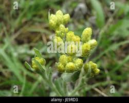 Attēlu rezultāti vaicājumam “Helichrysum arenarium bud”