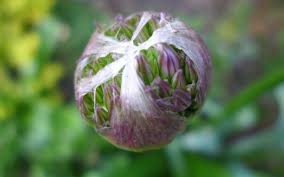 Attēlu rezultāti vaicājumam “Allium cepa bud”