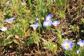 Image result for Convolvulus tricolor