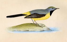 Attēlu rezultāti vaicājumam “Motacilla cinerea”