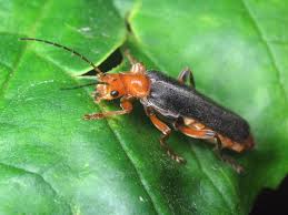 Attēlu rezultāti vaicājumam “Cantharis livida”