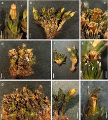 Attēlu rezultāti vaicājumam “Orthotrichum, Nyholmiella”