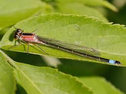 Attēlu rezultāti vaicājumam “Ischnura elegans”