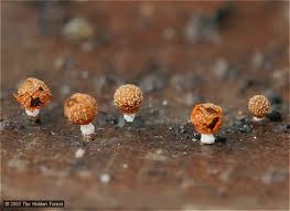 Attēlu rezultāti vaicājumam “Physarum melleum macro”