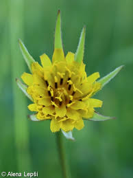 Attēlu rezultāti vaicājumam “Tragopogon pratensis subsp. pratensis bud”