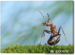 Attēlu rezultāti vaicājumam “Formica rufa”