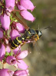 Attēlu rezultāti vaicājumam “Cerceris arenaria”