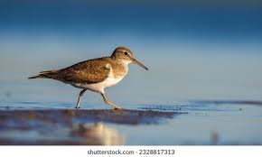 Attēlu rezultāti vaicājumam “Actitis hypoleucos”