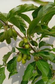 Attēlu rezultāti vaicājumam “Cornus mas fruit”