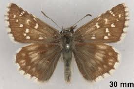 Attēlu rezultāti vaicājumam “Pyrgus alveus”