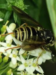 Attēlu rezultāti vaicājumam “Temnostoma vespiforme”