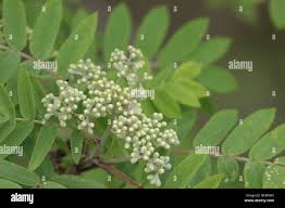 Attēlu rezultāti vaicājumam “Sorbus aucuparia flower”