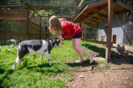 Image result for Craigavon Cougars