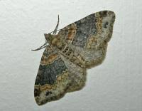 Attēlu rezultāti vaicājumam “Xanthorhoe ferrugata”