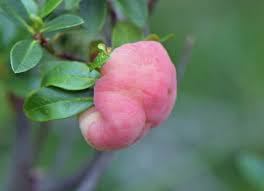 Attēlu rezultāti vaicājumam “Exobasidium splendidum”