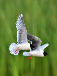 Attēlu rezultāti vaicājumam “Larus ridibundus”